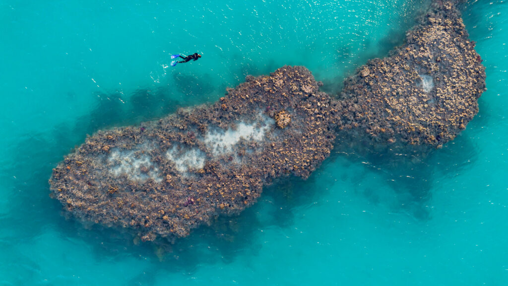 Patch reef in perspective; By Turnbull
