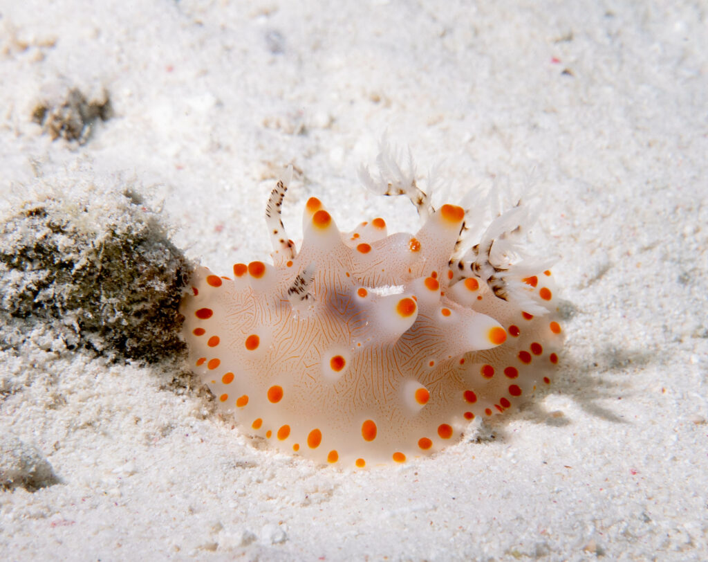 Nudibranch Halgerda batangas; By John Turnbull