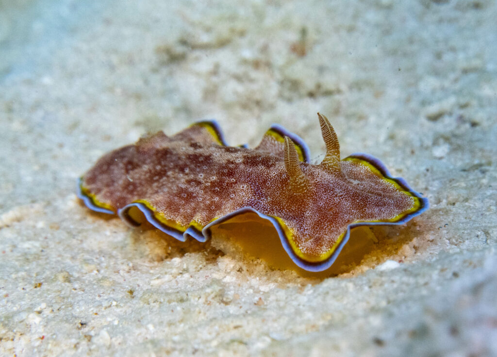 Nudibranch; By John Turnbull