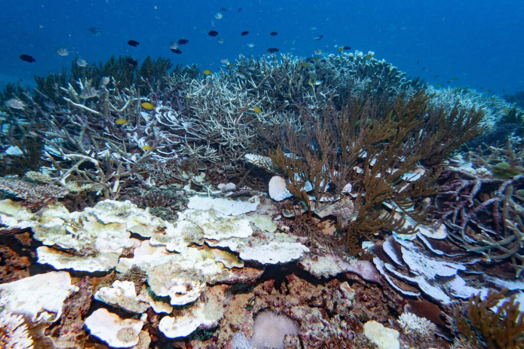Coral bleaching at 10m; By John Turnbull