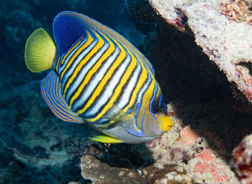 Pygoplites diacanthus (regal angelfish); By John Turnbull