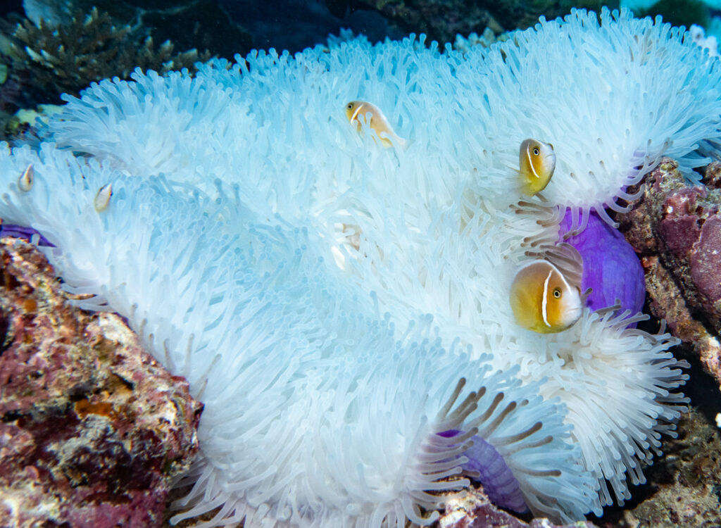 Bleached anemone with Amphiprion perideraion (pink anenomefish); By John Turnbull