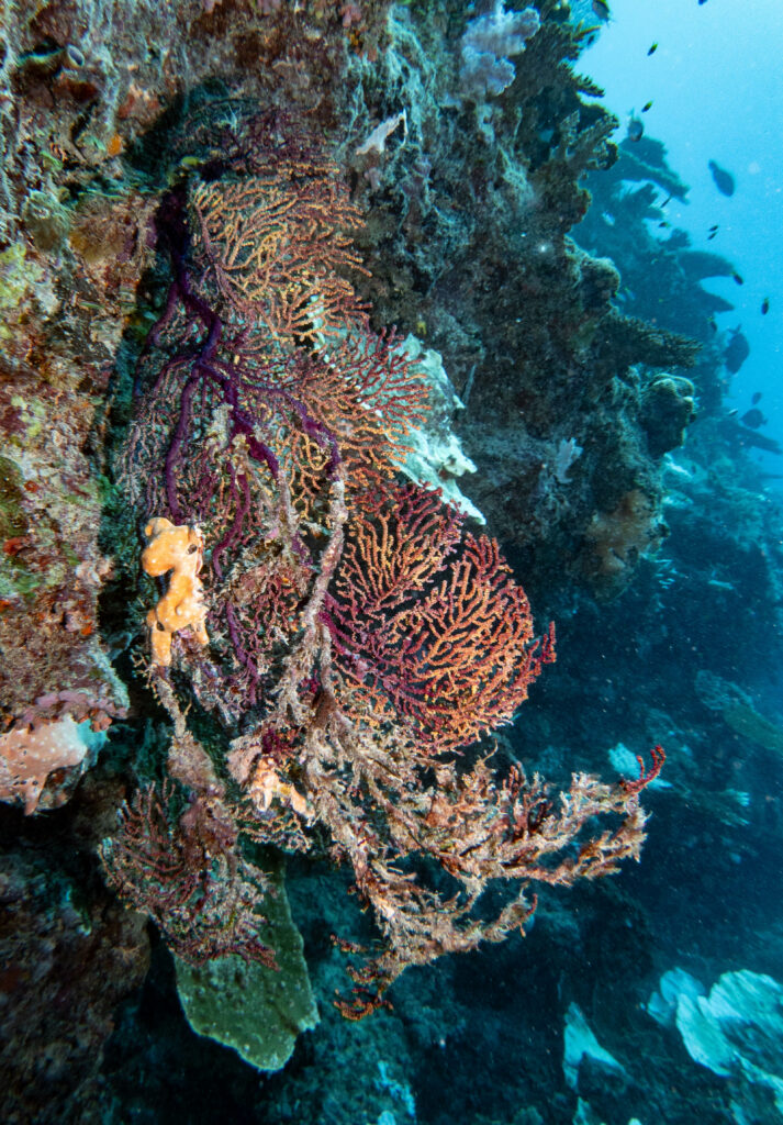 Sea fan; By John Turnbull