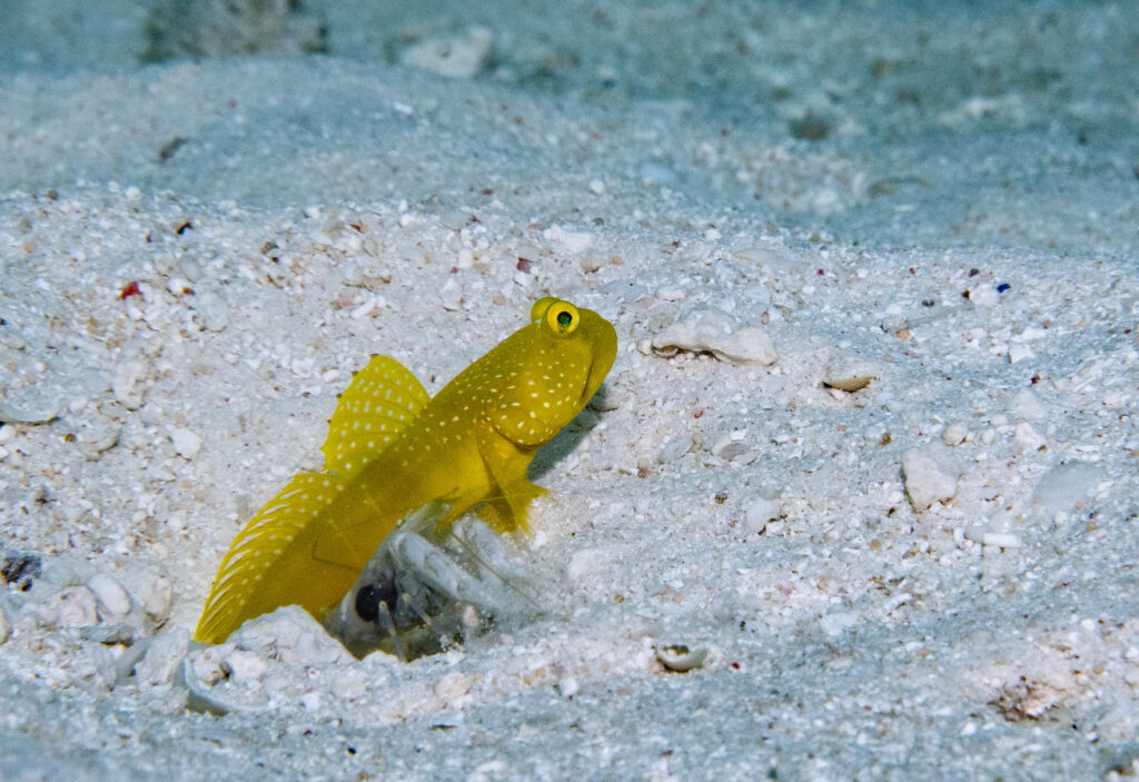 C. cintus goby with hard working shrimp; by John Turnbull