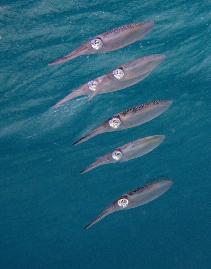 Squid formation, Sepioteuthis lessoniana; By John Turnbull