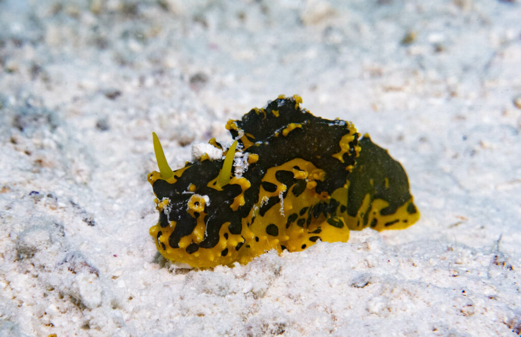Notodoris gardineri nudibranch; John Turnbull