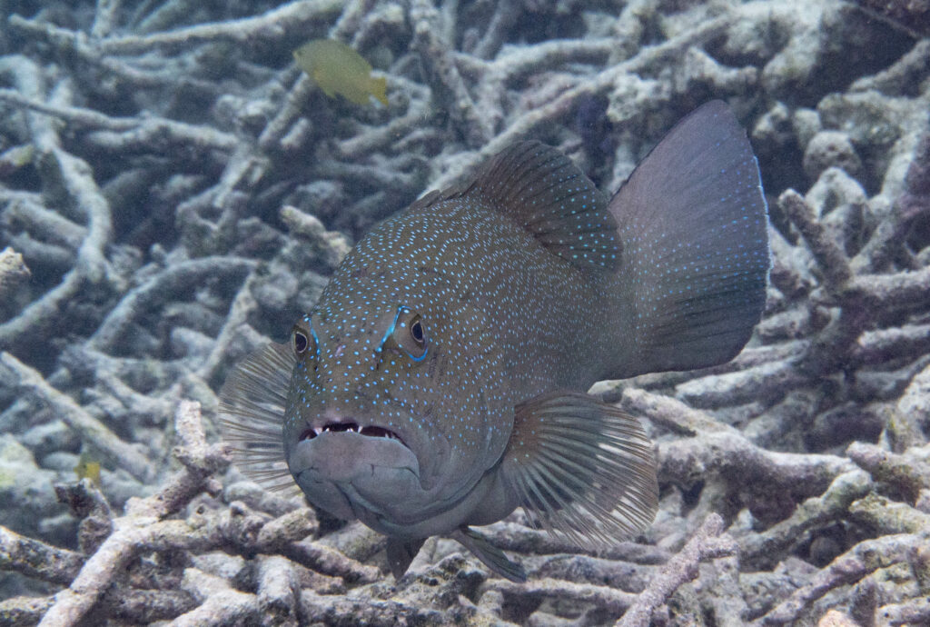 Pectropomus leopardus (Coral trout); By John Turnbull
