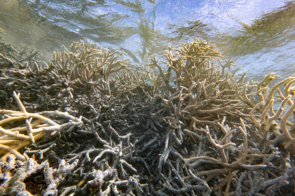 Dead acropora with live tips; By John Turnbull