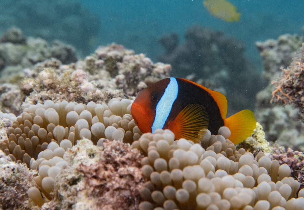 Amphiprion melanopus (Blackback anemonefish); By John Turnbull