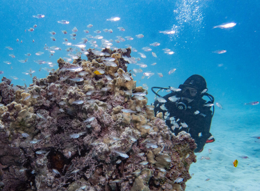 Cardinal fish on small bommie; By John Turnbull