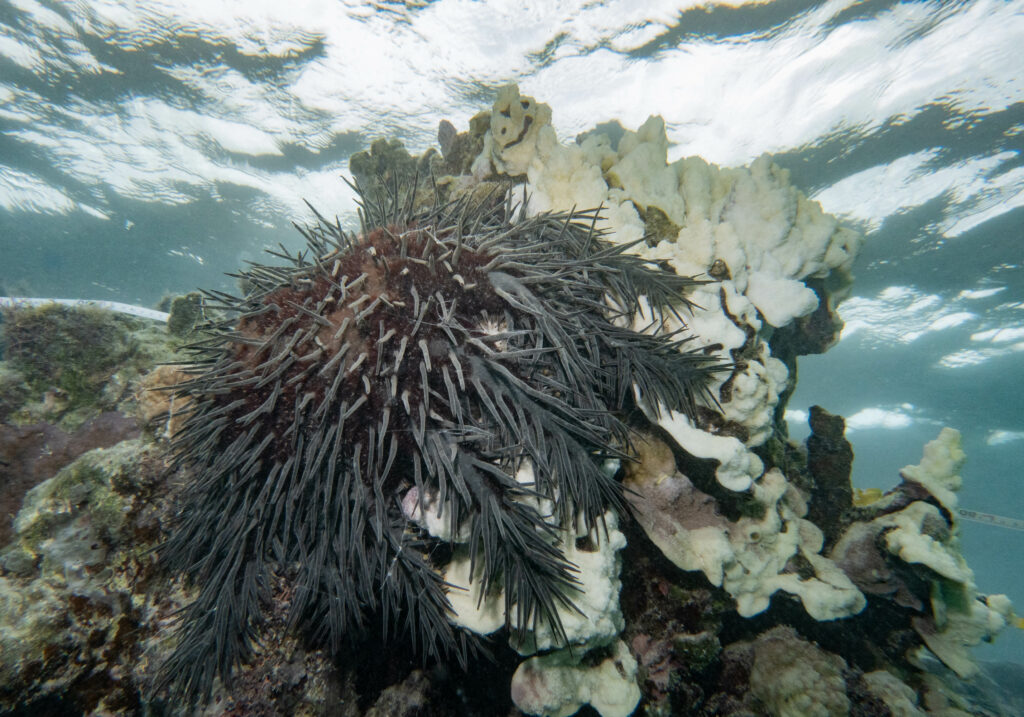 Crown of thorns sea star eating coral; By John Turnbull